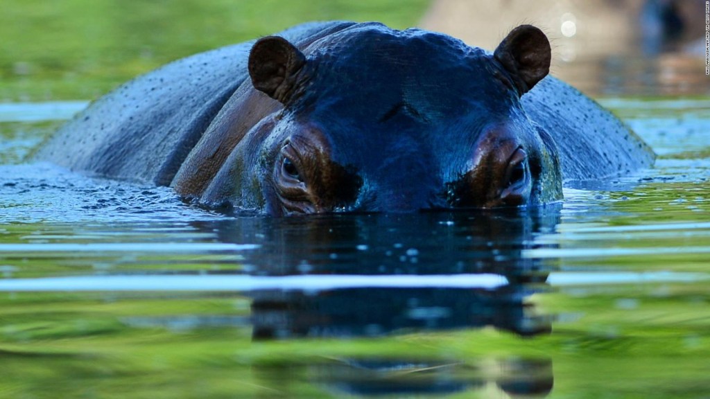 ¿Cuánto tiempo costará mudarse al hipopótamo de Escobar?