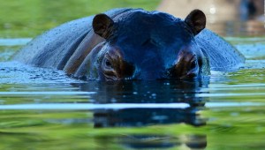 ¿Cuánto costará reubicar a los hipopótamos de Escobar?