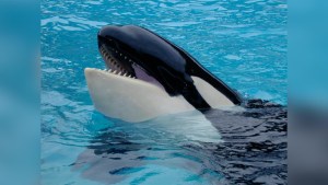 La orca Lolita, cautiva por más de 50 años en un acuario,  volverá al mar