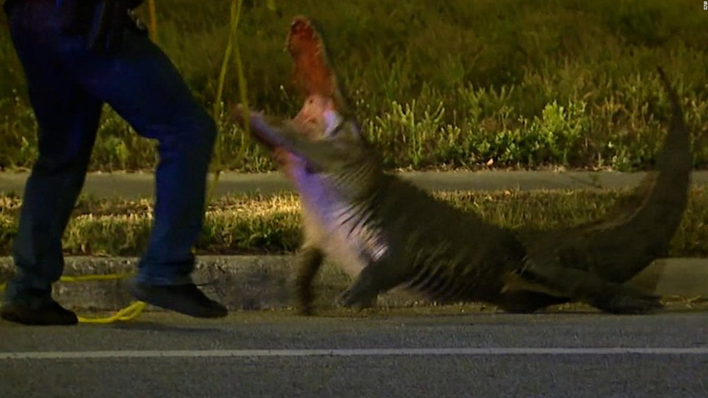 Mira a un policía forcejear con un cocodrilo en Florida