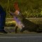 Mira a un policía forcejear con un cocodrilo en Florida