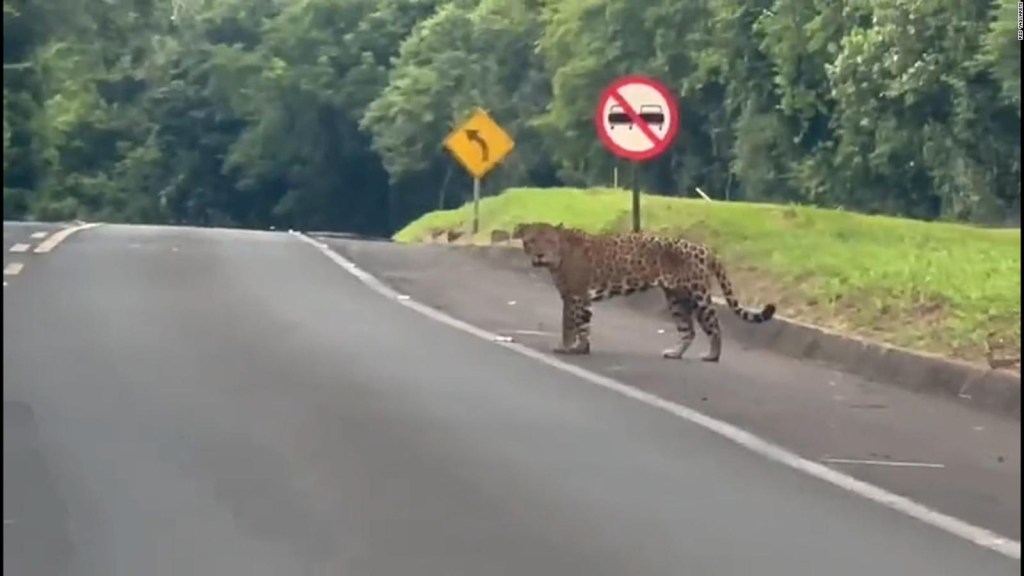 Jaguar sorprende a un conductor en una ruta en Brasil