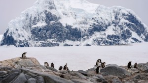 antartida pinguinos peligro