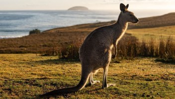 canguros australia