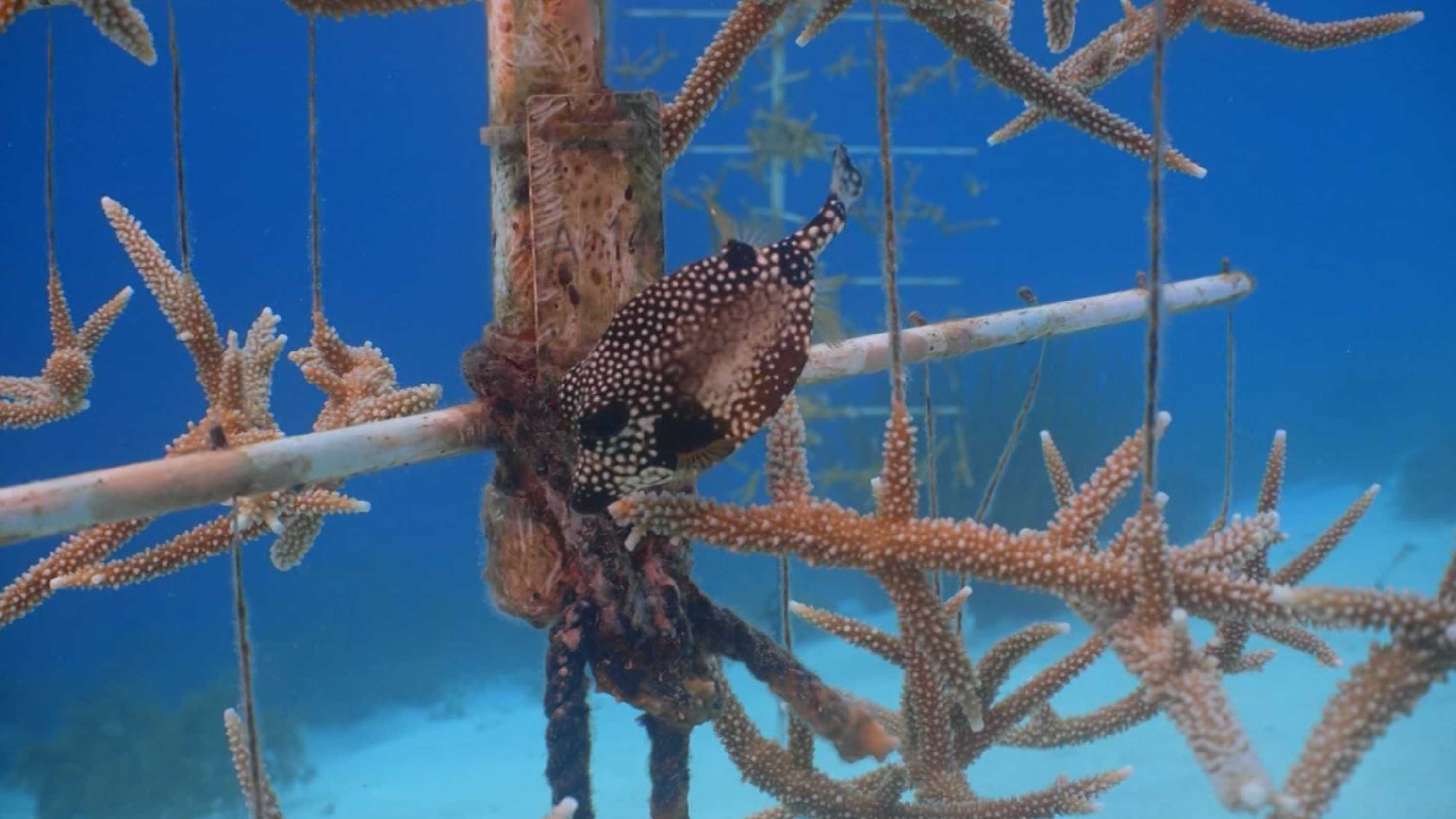 On this Caribbean island, near Venezuela, there is an underwater nursery for breeding corals