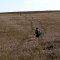 Un militar ucraniano busca minas terrestres en un campo de trigo en la región de Donetsk, el 7 de octubre de 2022. (Crédito: ANATOLII STEPANOV/AFP vía Getty Images)