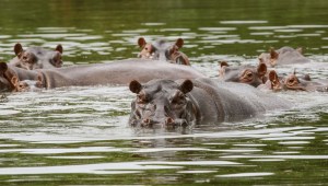 Los hipopótamos de la cocaína serán trasladados.