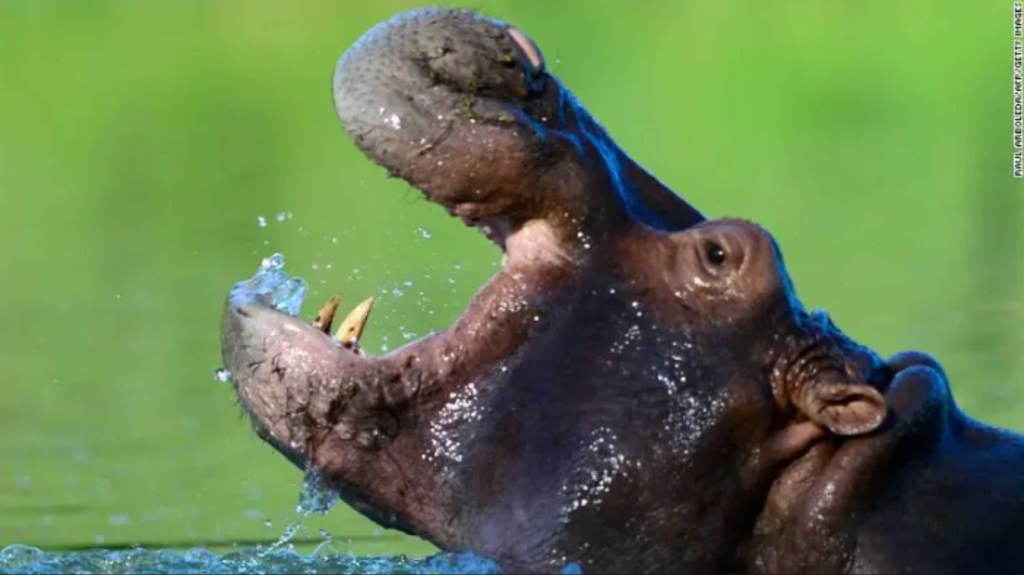 Un nuevo capítulo para los ‘hipopótamos de la cocaína’ de Colombia