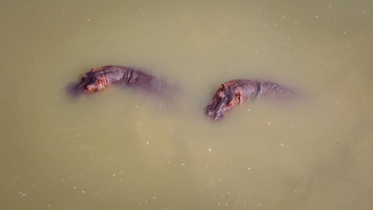 Los hipopótamos de Pablo Escobar serán transportados a México y la India. 