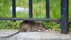 Veneno de ratas: ¿en cuáles drogas se agrega y con qué fin? - El Litoral
