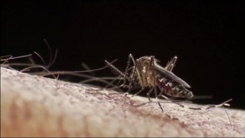 ¿Cómo evitar contagiarse de dengue?