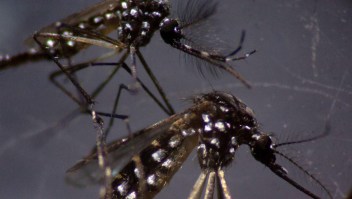 América Latina, en alerta por brote de dengue