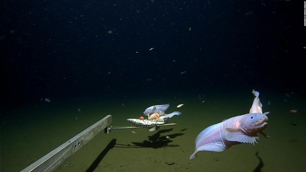 Snailfish es el primero filmado en las profundidades del Océano Pacífico