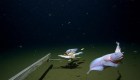 Pez caracol es el primero filmado en lo profundo del Océano Pacífico
