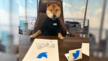 Conoce a Kabosu, el famoso perro de Doge y ahora de Twitter