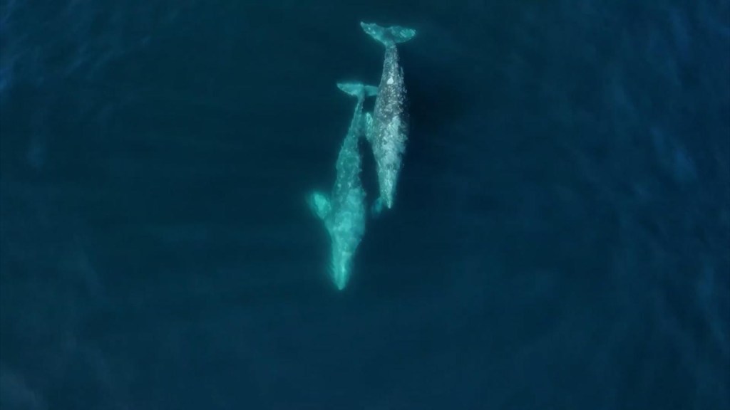 Dron capta inusual ataque de orca a ballenas grises en California