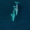 Dron capta el inusual ataque de orcas a ballenas grises en California