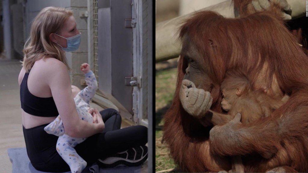 Mira cómo esta mamá le enseña a una orangután a amamantar
