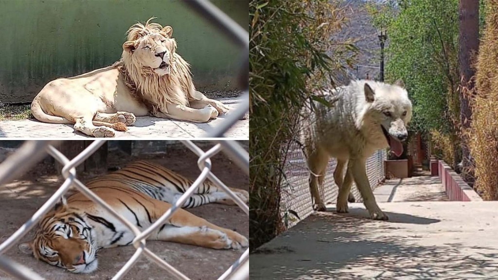 25 exotic animals found in a police raid in Mexico