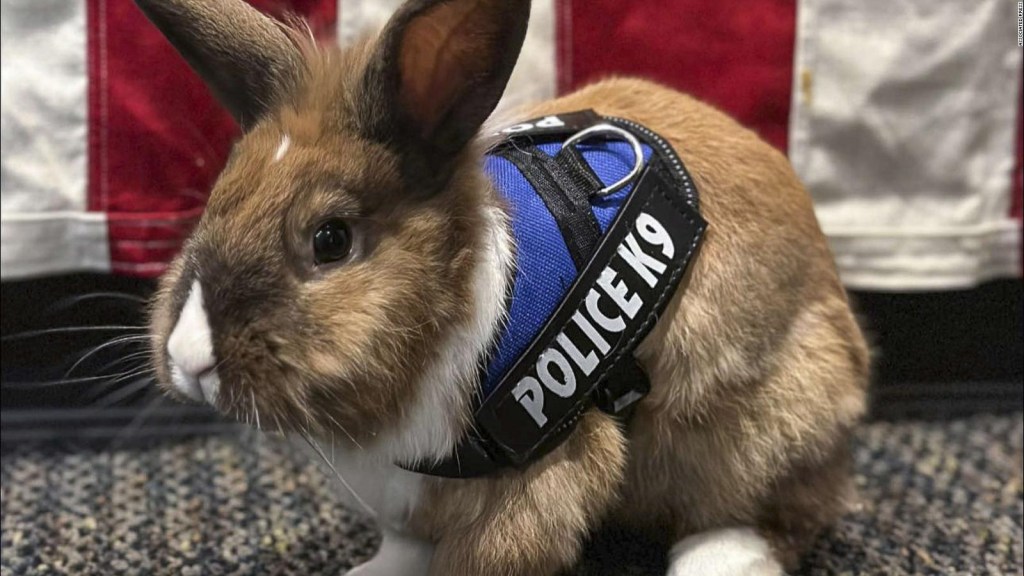 Percy: Más que un Conejo de Pascua