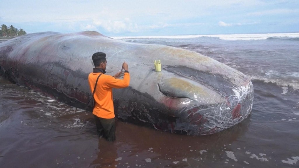 En las últimas semanas, aparecieron 18 ballenas sin vida en Bali