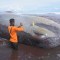 En las últimas semanas, 18 ballenas aparecieron sin vida en Bali