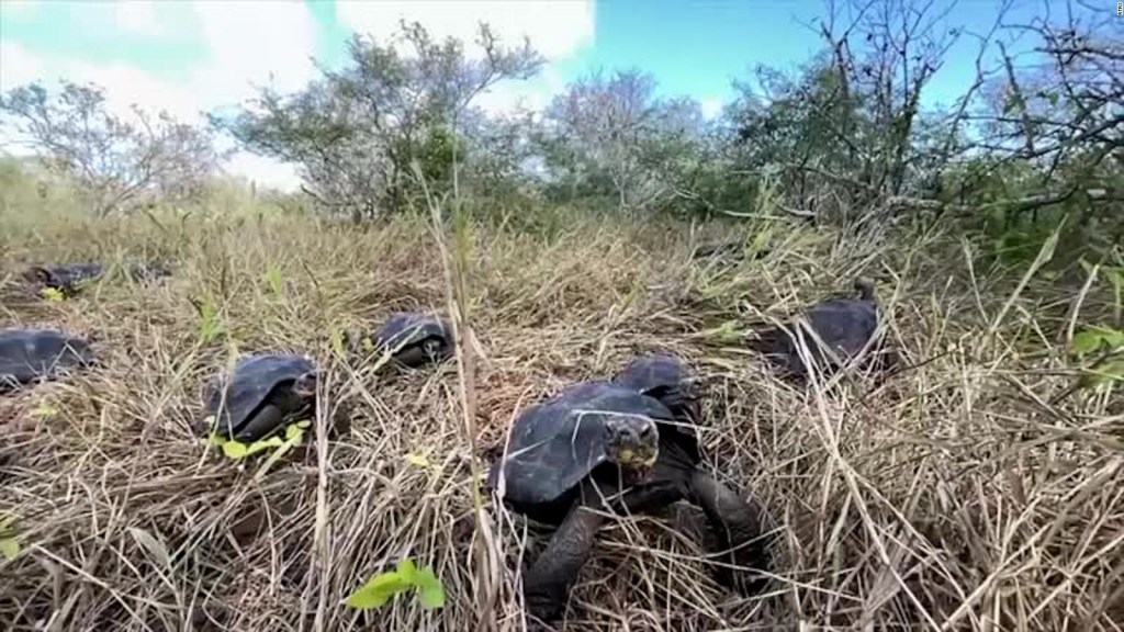 Mira cómo liberaron tortugas criadas en cautiverio en las islas Galápagos