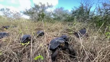 Mira cómo liberaron a tortugas criadas en cautiverio en las islas Galápagos