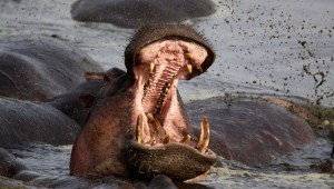 ataque hipopótamo