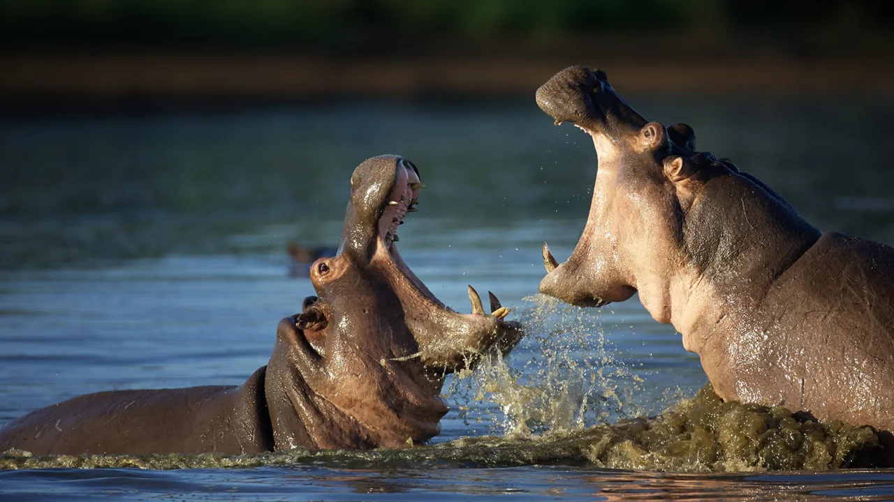 ataque hipopótamo