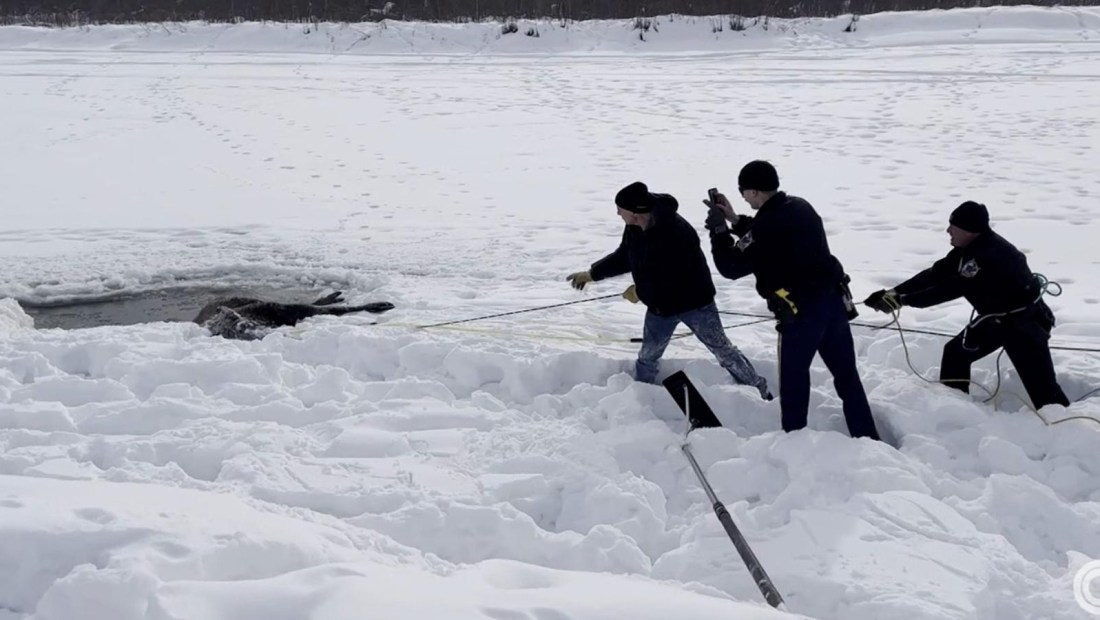 Mira el rescate de un alce atrapado en el hielo