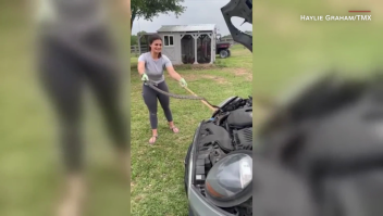 Mujer en Texas encuentra serpiente escondida en el auto de su hija