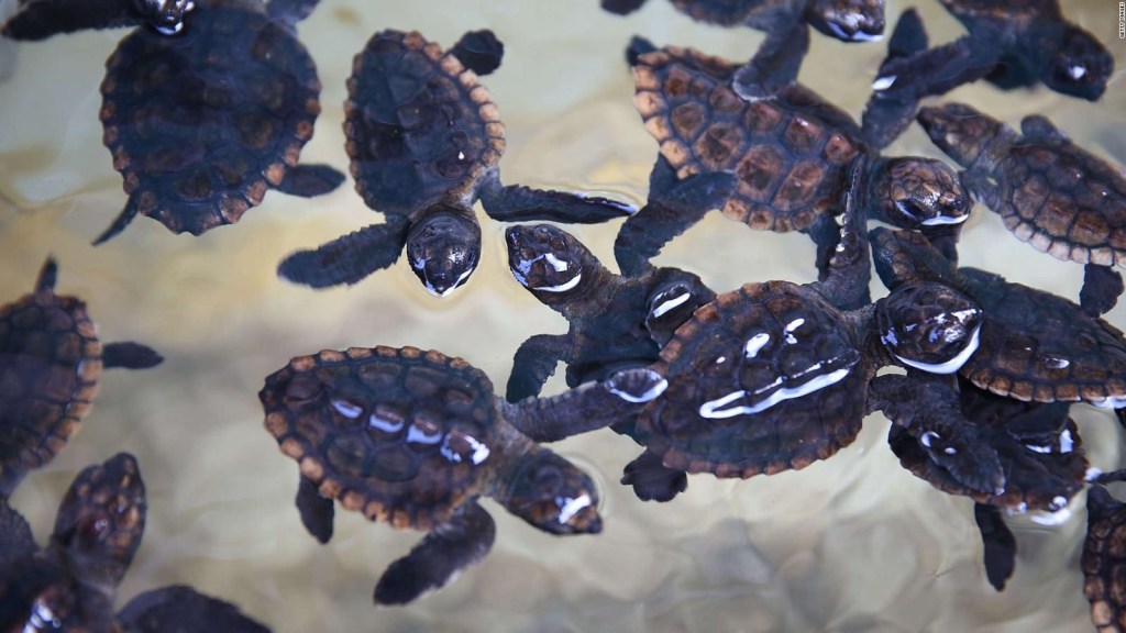 Australia salva y libera crías de tortuga boba