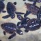 Australia salva y libera crías de tortugas boba