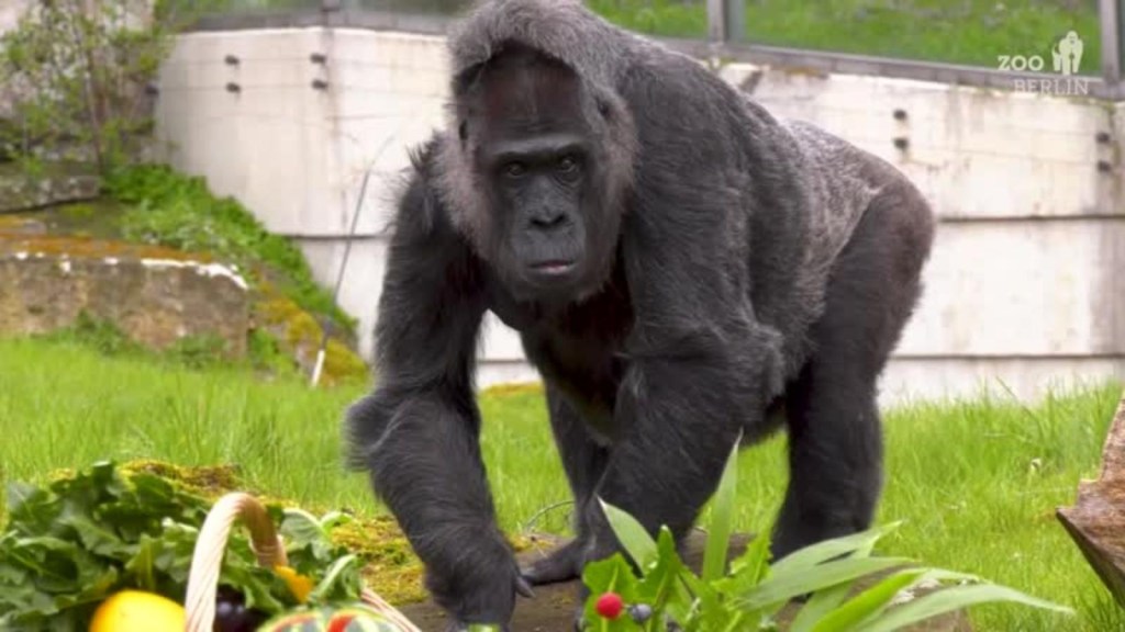 El gorila más viejo del mundo cumple 66 años