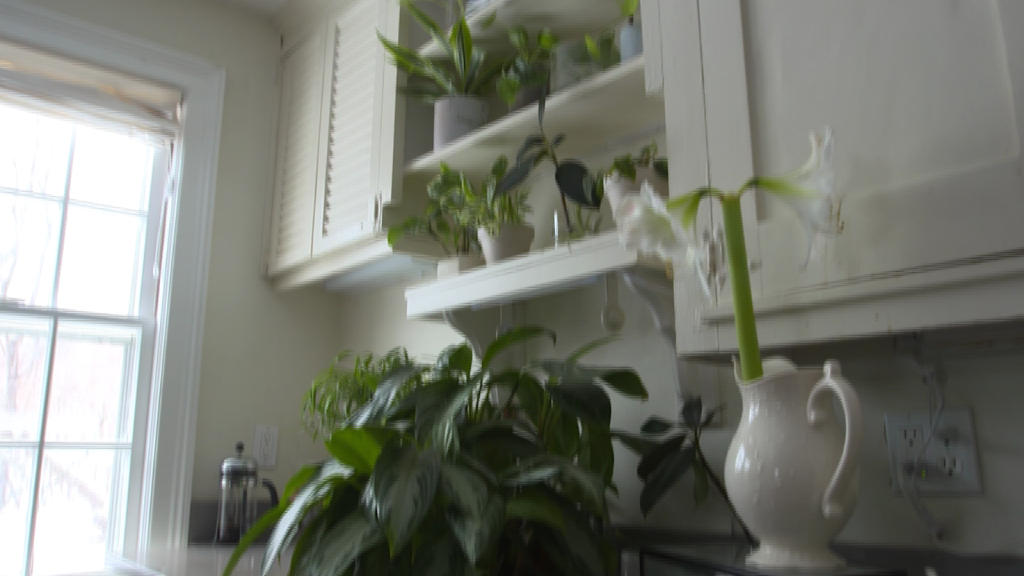 ¿Quieres purificar el aire de tu casa?  usa estas plantas