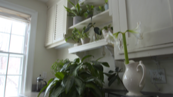¿Quieres purificar el aire de tu casa? Usa estas plantas