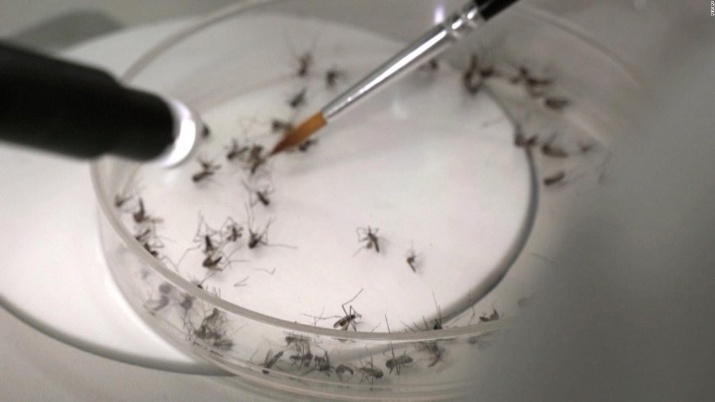 La curiosa técnica de la búsqueda frenética del dengue en Argentina