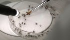 La curiosa técnica con la que buscan frenar el avance del dengue en Argentina