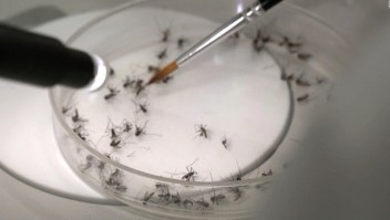 La curiosa técnica con la que buscan frenar avance del dengue en Argentina