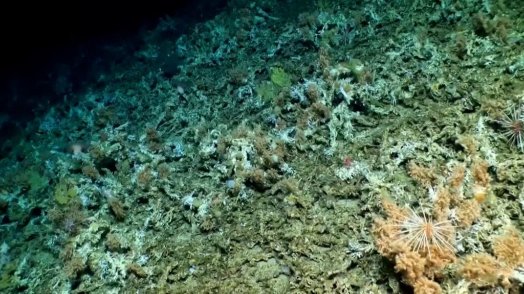Mira el important arrecife de coral que encontraron in Ecuador