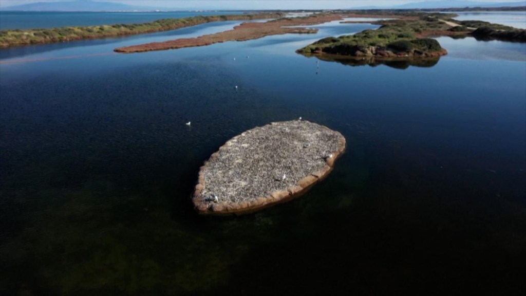 Aves en peligro de extinción eligen una isla reciclada como su hogar