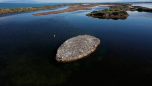 Aves en peligro de extinción eligen una isla reciclada como su hogar
