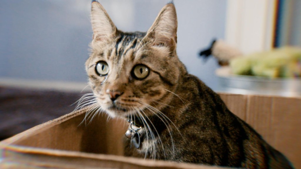 ¿Por qué a los gatos les encantan las cajas ya los perros no?