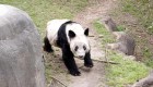 Cómo un panda en EE. UU. alimentó el sentimiento nacionalista chino
