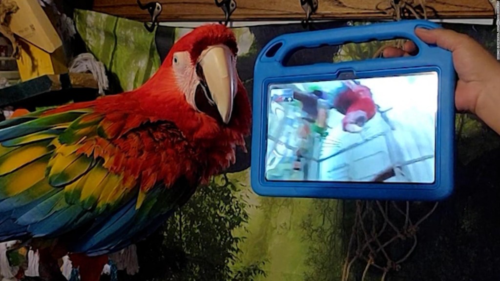 These parrots have learned to communicate with their friends through video calls