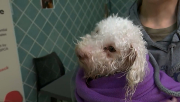 Así salvaron a este cachorro de morir por una aparente sobredosis de fentanilo en Filadelfia