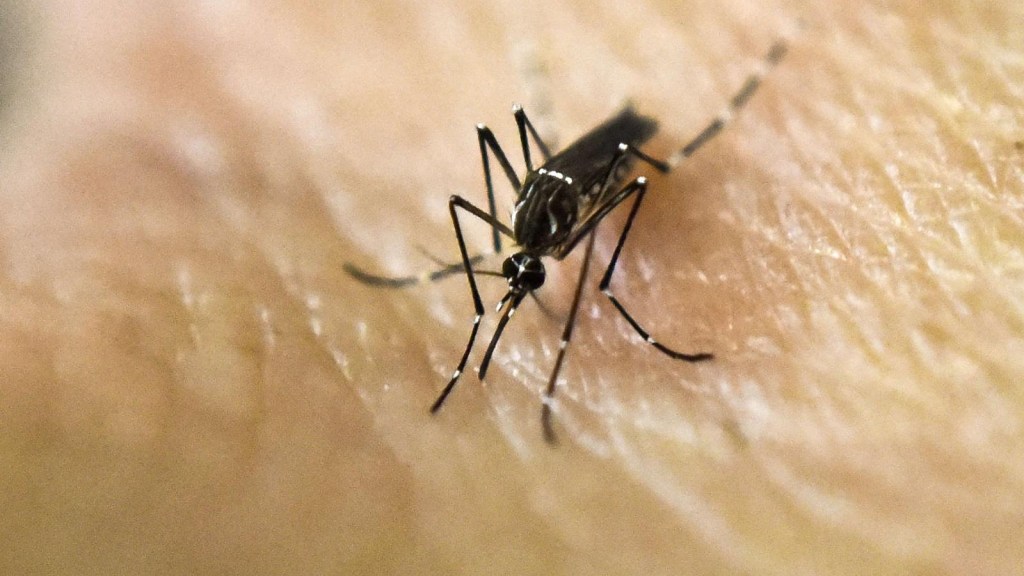 Argentina prueba el uso de una vacuna contra el dengue