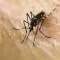 Murieron más de 150 personas en Perú por un nuevo brote de dengue.