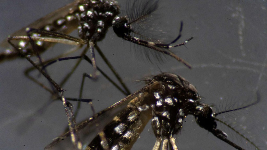 Dengue vaccine approved in Argentina: who can receive it?